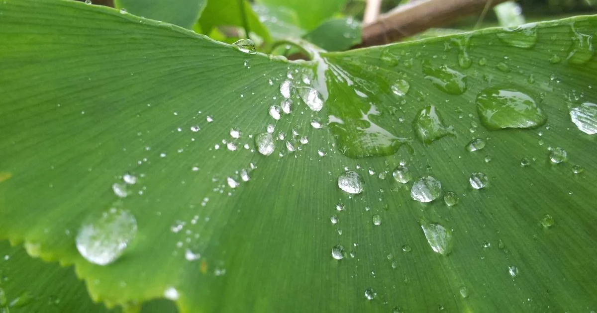 Water Resistant Camera Backpacks: Top Picks for Wet Conditions